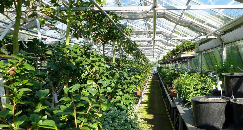 Variedad de Plantas
